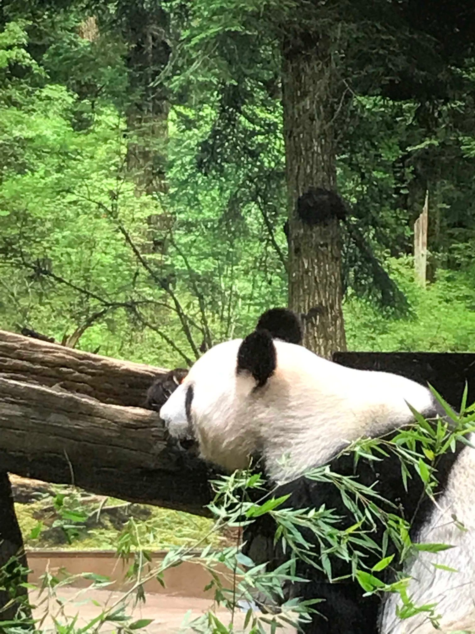 入園して1分でパンダ